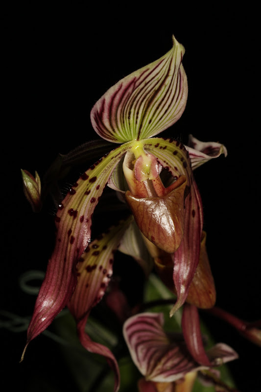 Paphiopedilum Maudiae 'The King' x philippinense f. album IMG_8800