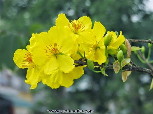 Vườn Mai ở TP Hồ Chí Minh: Hình ảnh hoa mai nở đẹp vào ngày tết P1