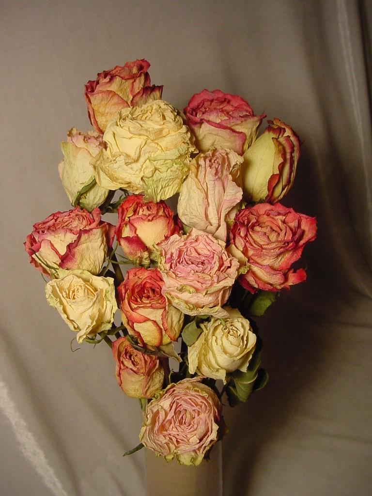 Set of 15 Dried Roses - Wedding Colors - Natural Color - Herbs for Spells