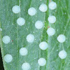 Egg cluster