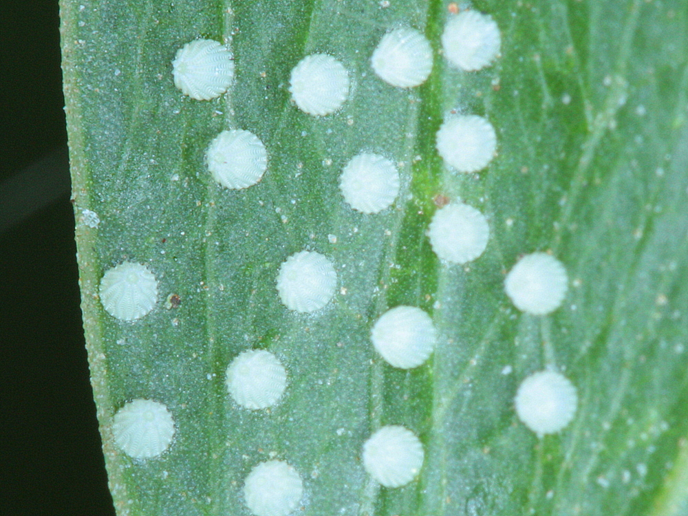 Egg cluster