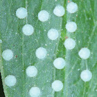 Egg cluster