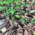 Garter snake