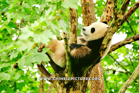 napping Chinese Panda Photo