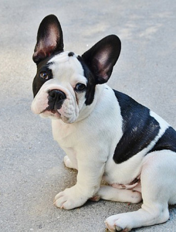 dog-training photo:dog training whistles 