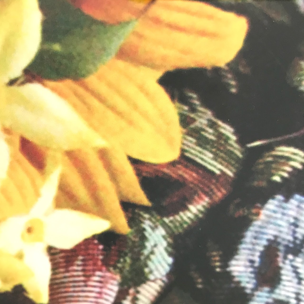 Theresa Bear Limited Edition 'She's Blooming' Photo Print