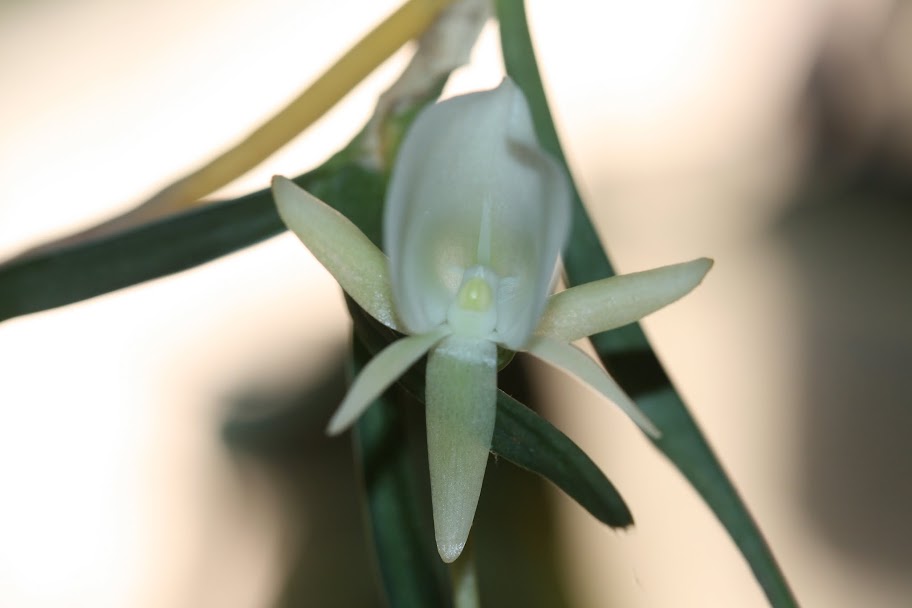 Angraecum pseudofilicornu IMG_0205