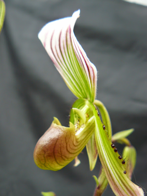 Paphiopedilum callosum f. subleave P1050255