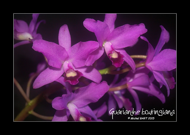 Guarianthe bowringiana Guarianthe_bowringiana