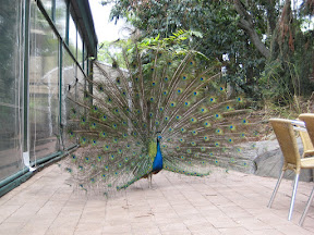 Peacock displaying its feathers