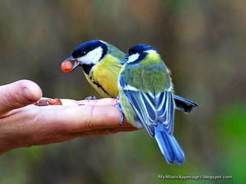 Sweet Birds Images For Share