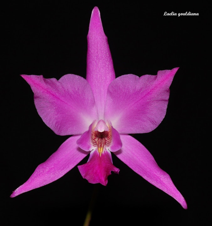 Laelia gouldiana IMG_8792b%252520%252528Large%252529