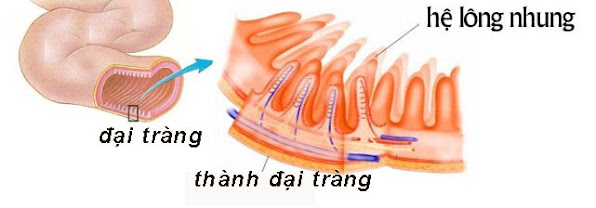 He long la noi cu tru cua loi khuan