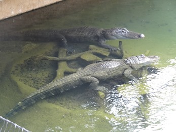 2018.08.25-055 alligators