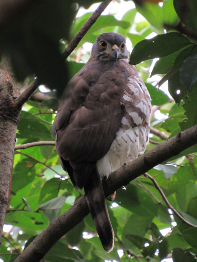 Creasted Goshawk - Oops, I've been watched.