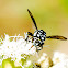 Cuckoo Bee