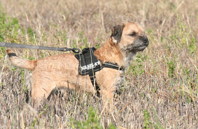 terrier - La meute (Border Terrier & Greyhound) IMG_3693