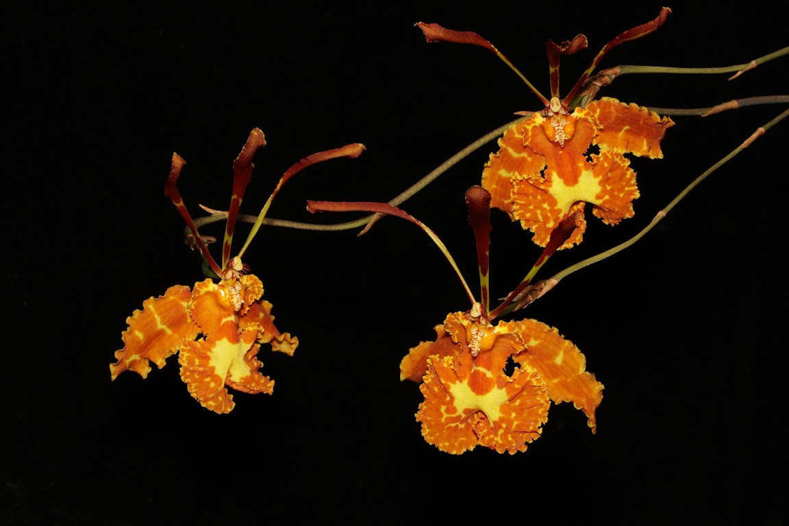 Psychopsis sanderae > versteegiana IMG_0319_v1