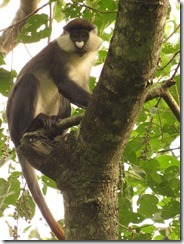 Red-tailed Monkey