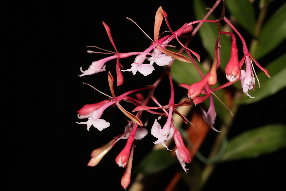 Epidendrum capricornu IMG_0496_v1