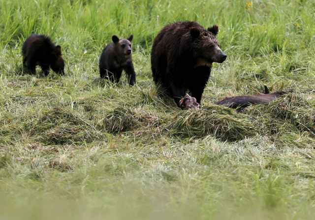 A grizzly bear and her two cubs approach the carcass of a bison in Yellowstone National Park in Wyoming, United States, 6 July 2015. Jim Urquhart / REUTERS