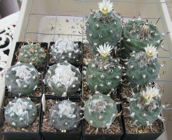 Hana's cactus seedlings in 2015/2016 - Page 3 IMG_2042