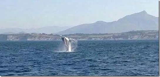 Ballena jorobada o yubarta