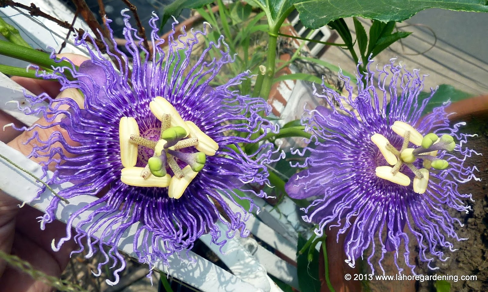 Passiflora incense