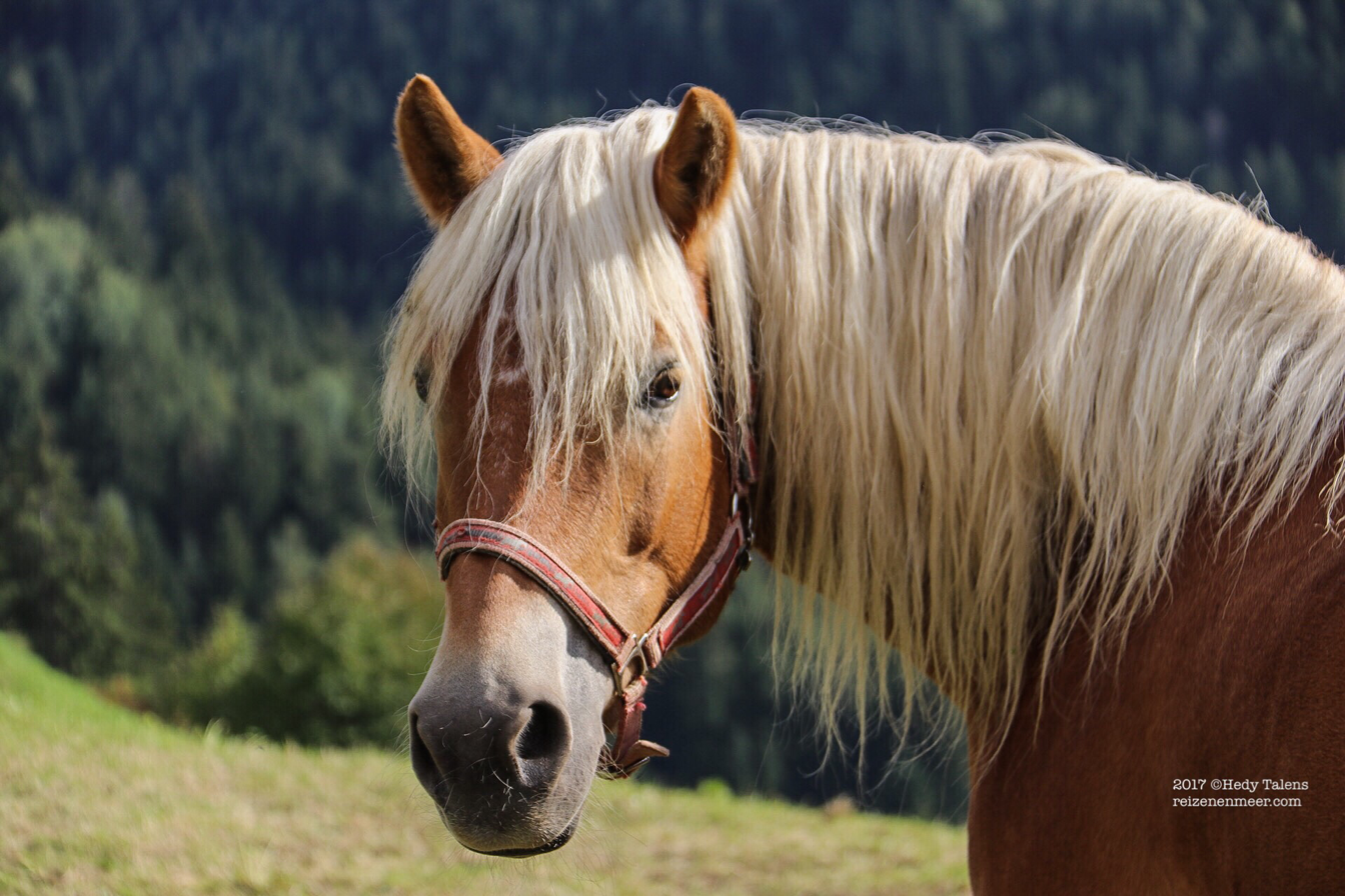 Hafling zijn Haflinger Paarden, een robuust Ras