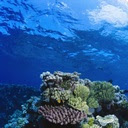 Great Barrier Reef Themes & New Tab