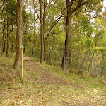 Red track through forest near the summit of Mt Sugarloaf (324248)