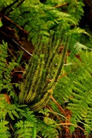 Huperzia suberecta Huperzia suberecta