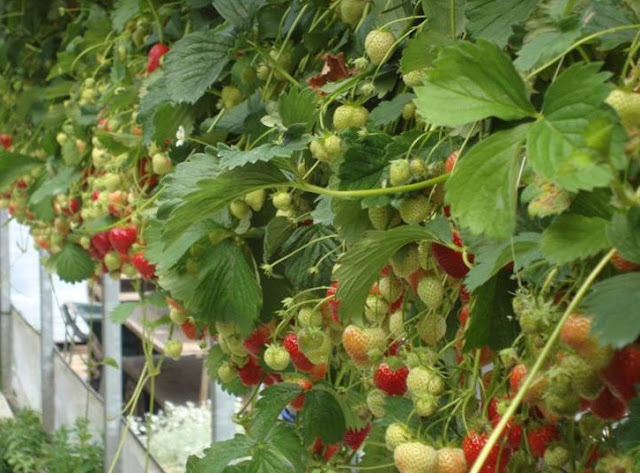 வண்ணமயமான strawberry பழம் சாப்பிடலாம் வாருங்கள் Colorful_Strawberry_Fruits_7