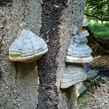 allerlei paddestoelen.