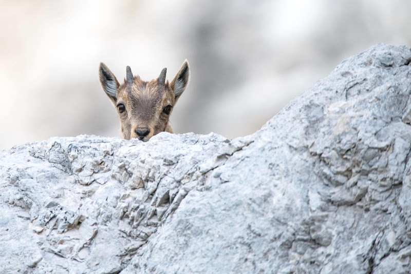 Cucciolo stambecco di Peter_Sossi