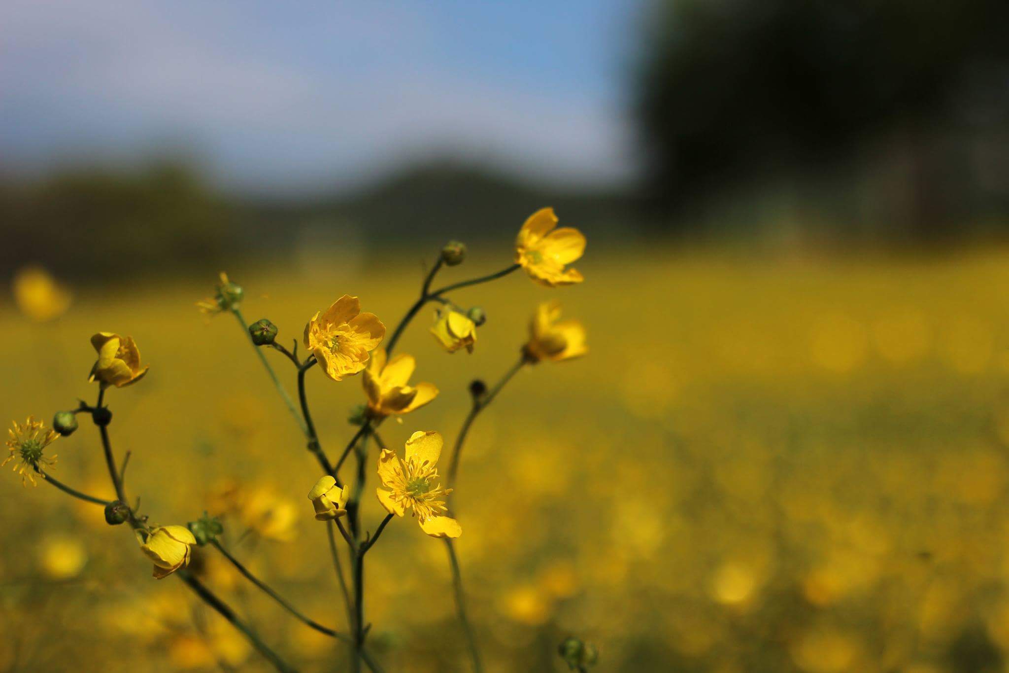 The Yellow Spring di jonathangranatieri