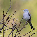 Scissor-tailed Flycatcher