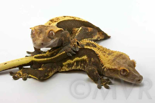 Crested Gecko Morph Chart