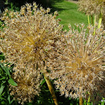 Château Saint-Jean de Beauregard : potager