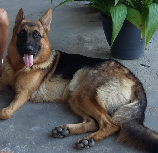 Kennel Clube do Estado do Pará, Av. Alm. Barroso, 53 - São Brás, Belém - PA, 66030-680, Brasil, Canil, estado Pará