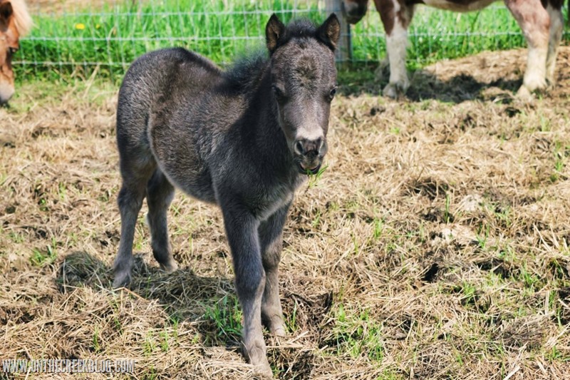 Baby Pony