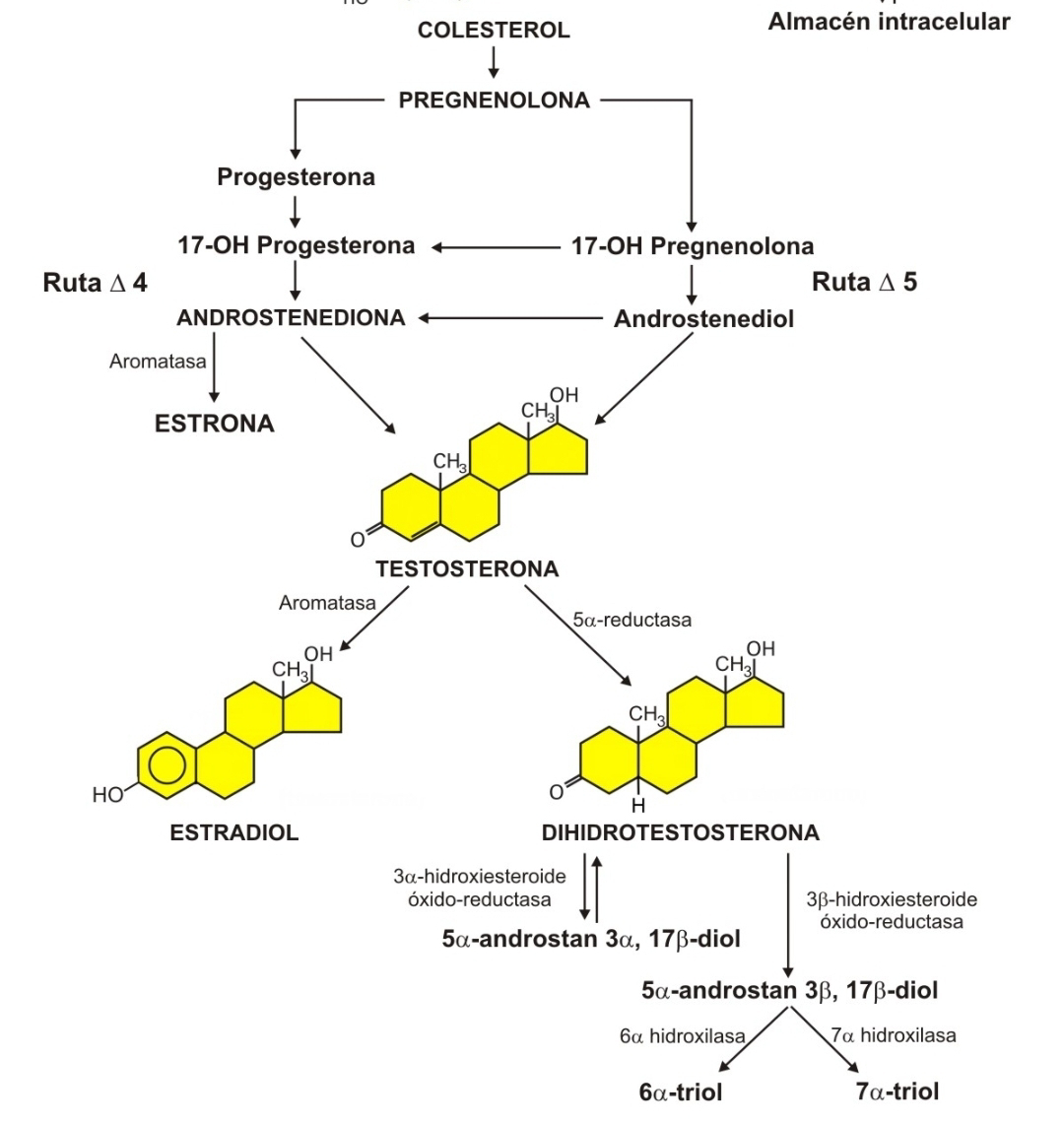 dihidrotestosterona