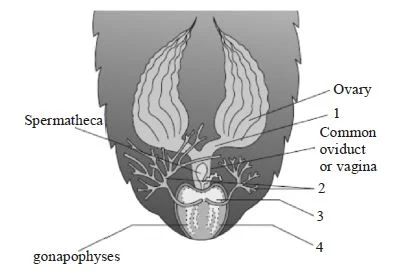 Cockroach - Morphology & Anatomy