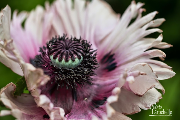 Papaver orientalis Ruffled Patty Papaver-ruffled-patty-140622-114rm