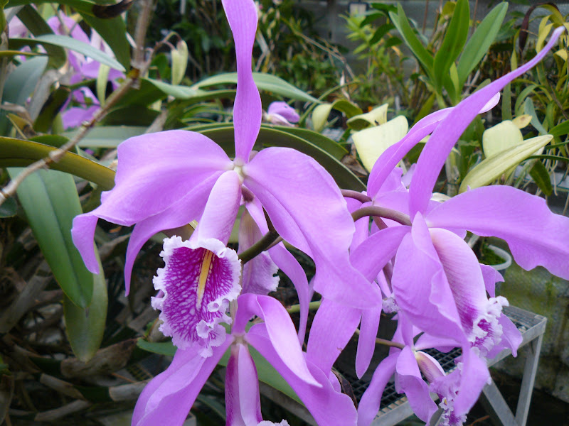 Cattleya maxima - Page 3 P1050410