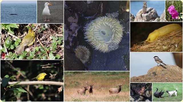 81 Oregon Islands NWR 201511