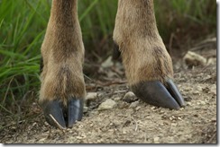 deer hooves