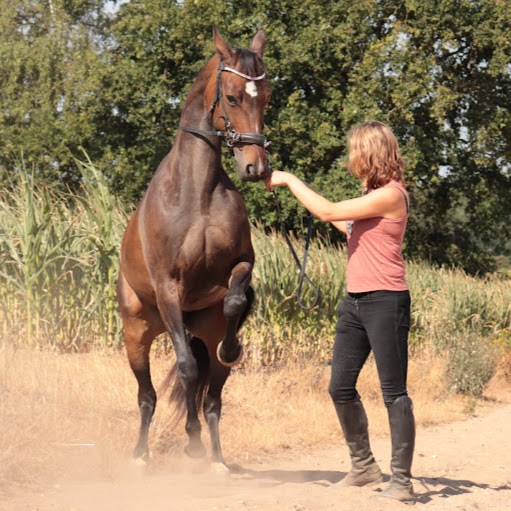 Alegria Horsetraining