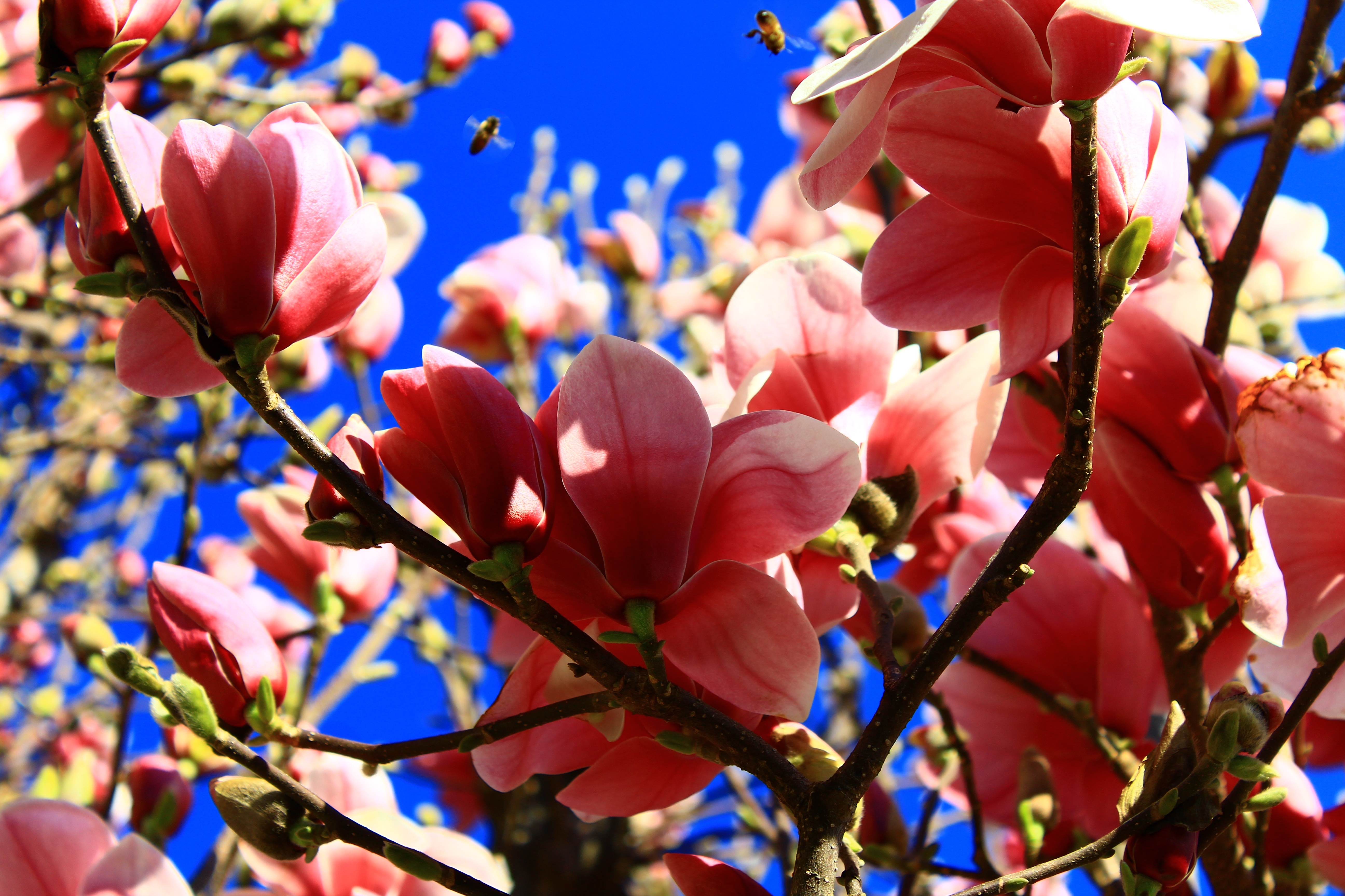 Api e fiori di magnolia di lukich