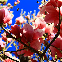 Api e fiori di magnolia di 